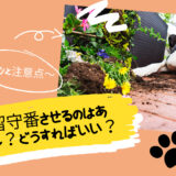 犬を留守番させるのはあり？なし？～コツと注意点～
