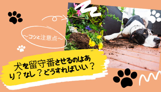 犬を留守番させるのはあり？なし？～コツと注意点～