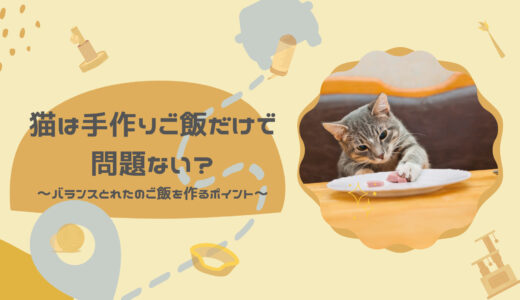 猫は手作りご飯だけで問題ない？バランスとれたのご飯を作るポイントもあわせて解説