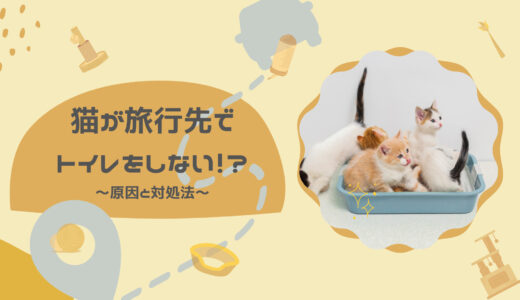 猫が旅行先でトイレをしない！？～原因と対処法～