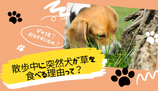 散歩中に突然犬が草を食べる理由って？