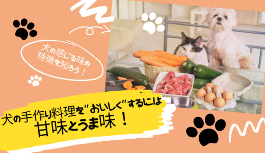 犬の手作り料理を”おいしく”するには甘味とうま味！犬の感じる味の特徴を知ろう！