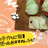 【犬の手作りご飯】キャベツを使ったおすすめレシピ【犬の管理栄養士マスターに学ぶ】