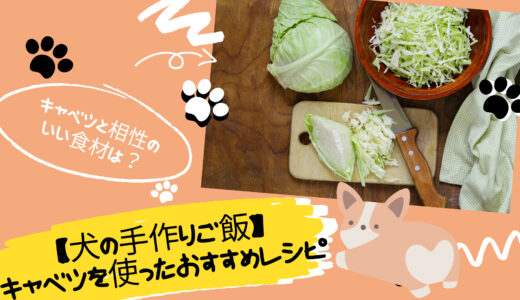 【犬の手作りご飯】キャベツを使ったおすすめレシピ【犬の管理栄養士マスターに学ぶ】