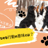 犬の肉球のなめる行動の意味とは？行動の意味と注意点を理解しよう