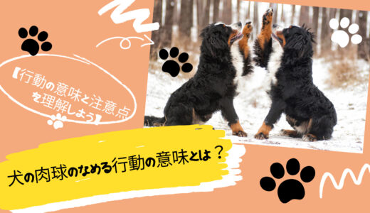 犬の肉球のなめる行動の意味とは？行動の意味と注意点を理解しよう