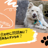 犬の噛み合わせに問題あり？知っておきたい原因と解決策