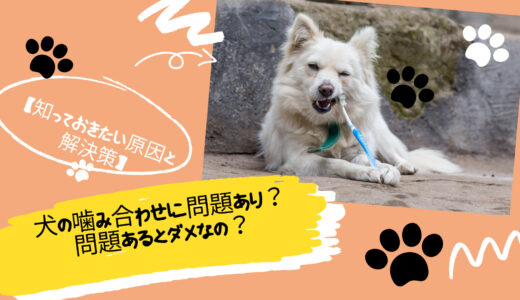 犬の噛み合わせに問題あり？知っておきたい原因と解決策