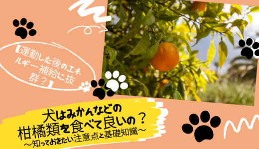 犬はみかんなどの柑橘類を食べて良いの？知っておきたい注意点と基礎知識