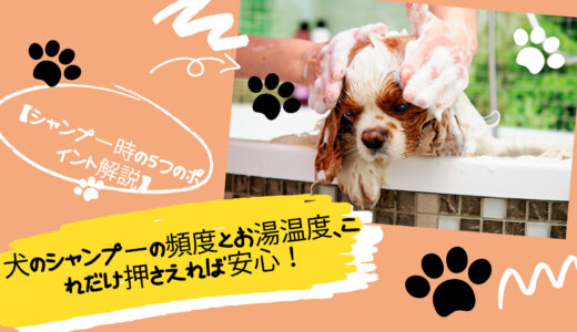 犬のシャンプーの頻度とお湯温度、これだけ押さえれば安心！シャンプー時の5つのポイント解説