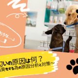 犬の匂いの原因は何？効果的な消臭をする為の原因分析と対策