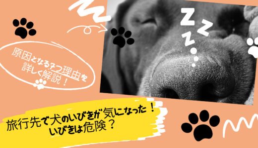 旅行先で犬のいびきが気になった！いびきは危険？原因となる7つ理由を詳しく解説！