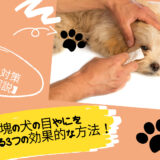 黒い塊の犬の目やにを簡単に取る3つの効果的な方法！【原因と対策も徹底解説】