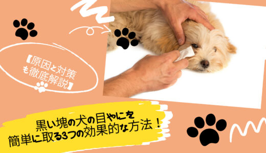 黒い塊の犬の目やにを簡単に取る3つの効果的な方法！【原因と対策も徹底解説】