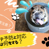 犬も夏バテ要注意？夏バテ予防と対応には何をする